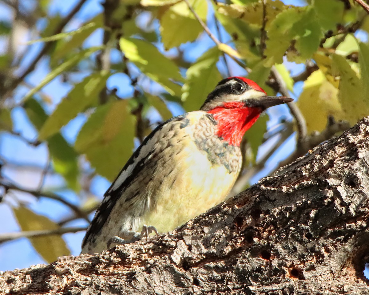 Red-naped Sapsucker - ML616768582