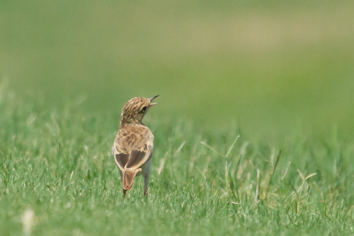 Australian Pipit - ML616768589