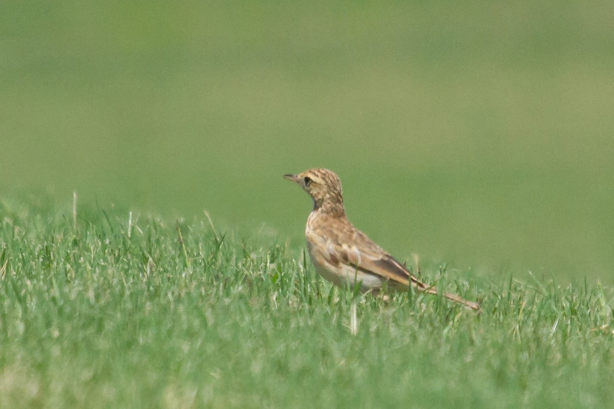 Australian Pipit - ML616768590