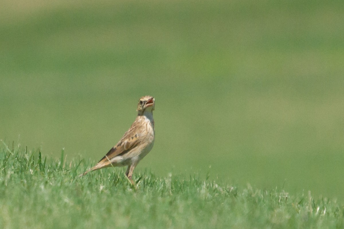 Australian Pipit - ML616768591