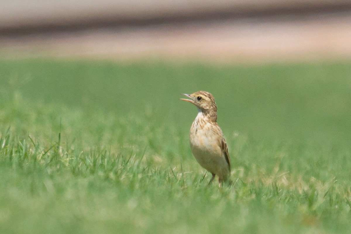 Australian Pipit - ML616768592