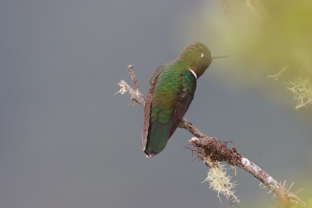 Colibrí Gorjiamatista (grupo amethysticollis) - ML616768628