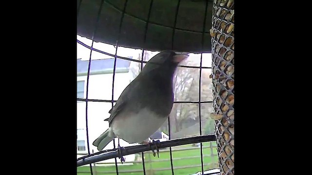 Junco ardoisé (hyemalis/carolinensis) - ML616768650