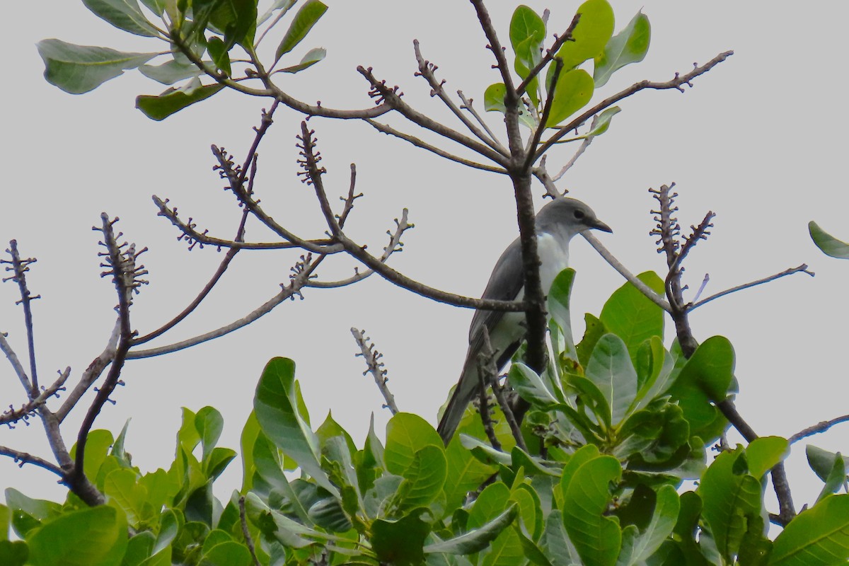 White-breasted Cuckooshrike - ML616768677