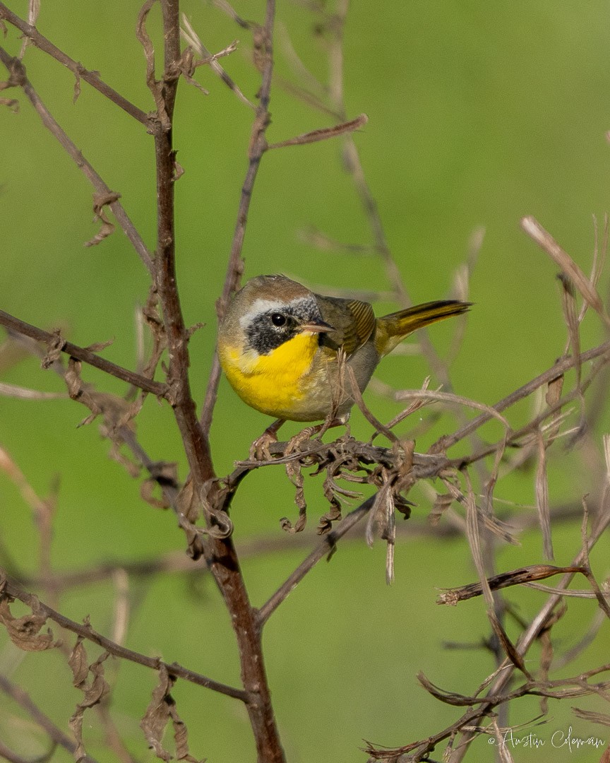 Common Yellowthroat - Austin Coleman