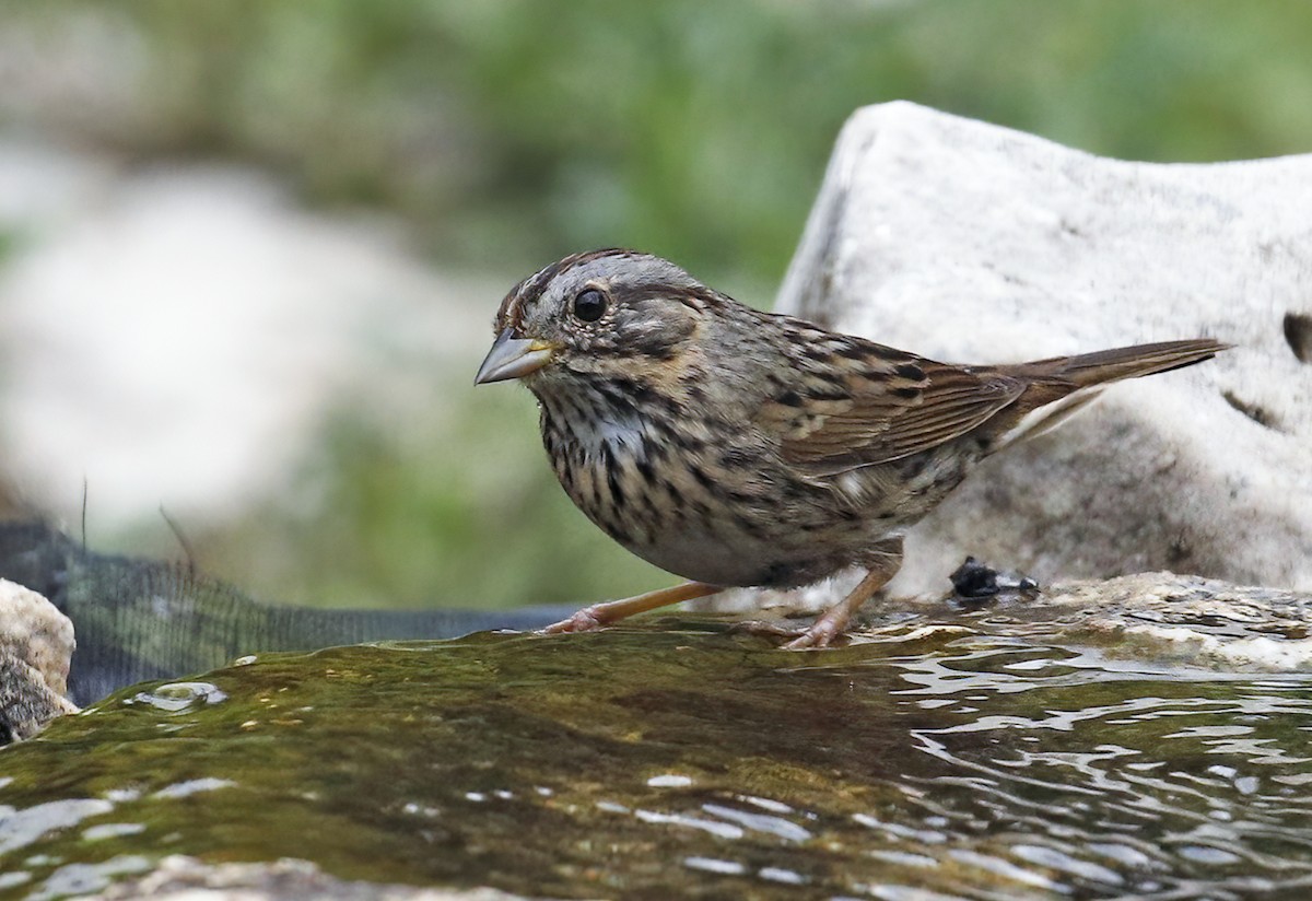 Lincoln's Sparrow - Laura Keene