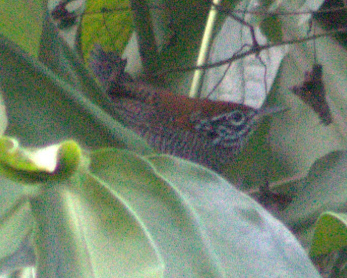 Riverside Wren - ML616768721