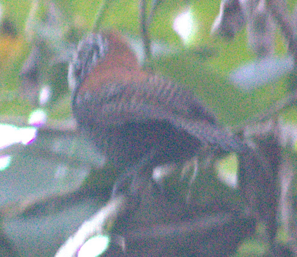 Riverside Wren - ML616768723