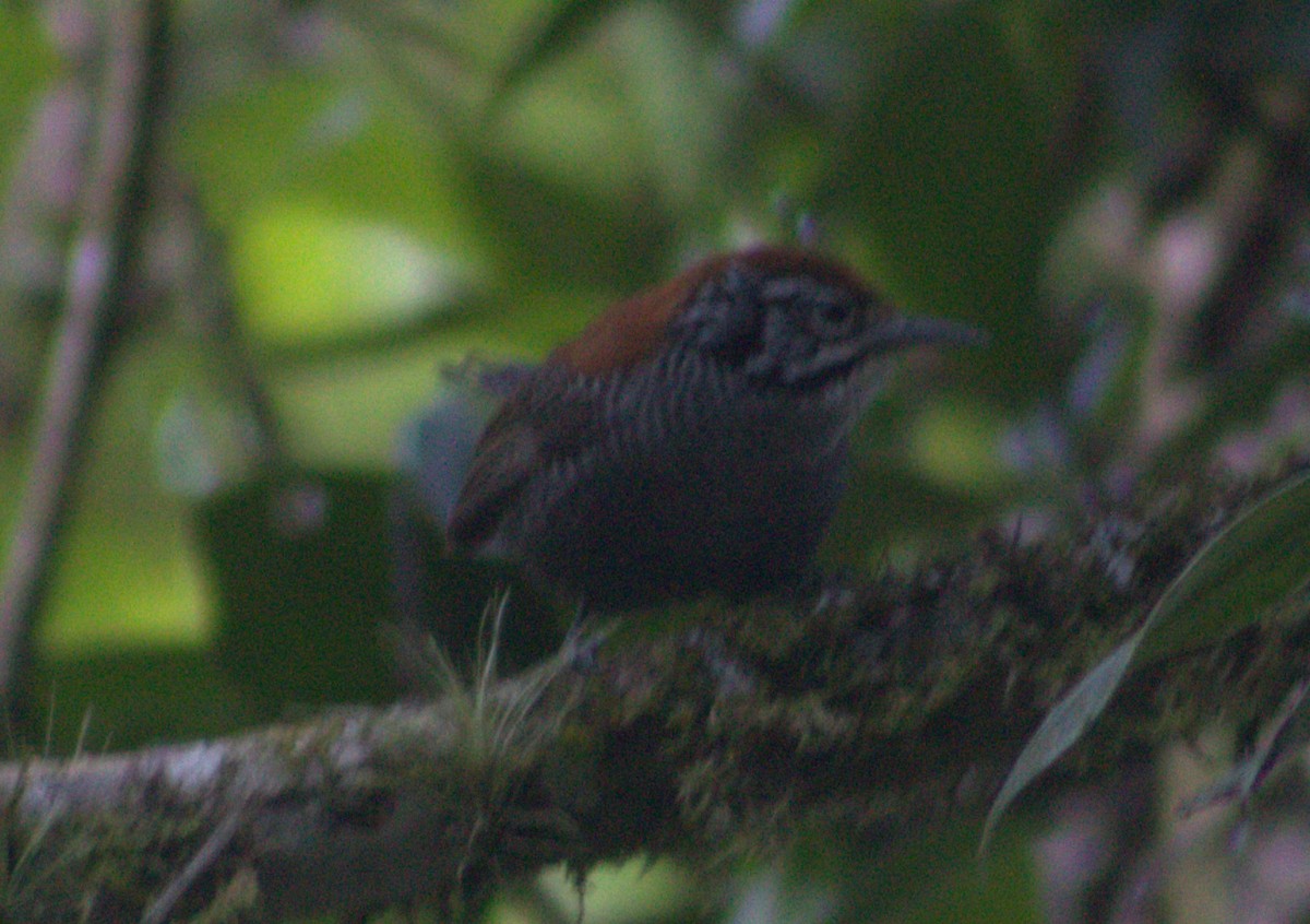 Riverside Wren - ML616768724