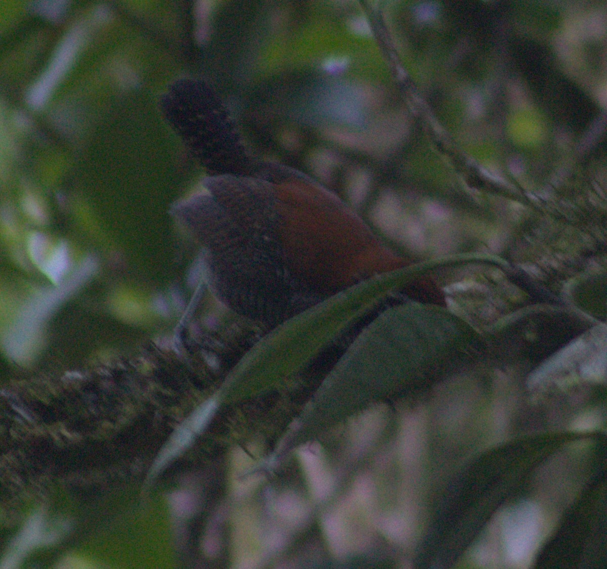 Riverside Wren - ML616768725