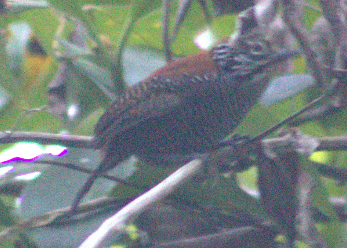 Riverside Wren - ML616768732