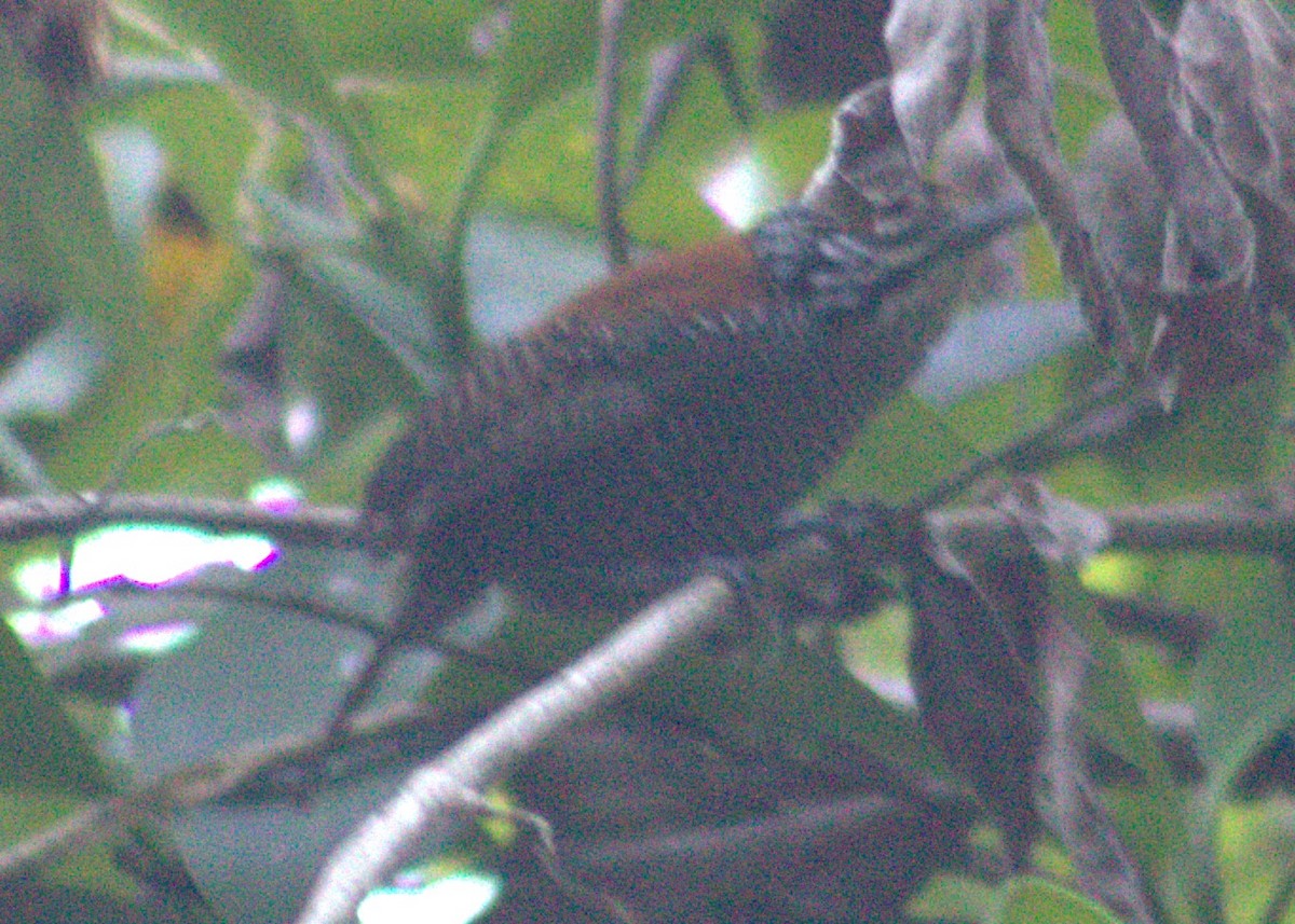 Riverside Wren - ML616768733