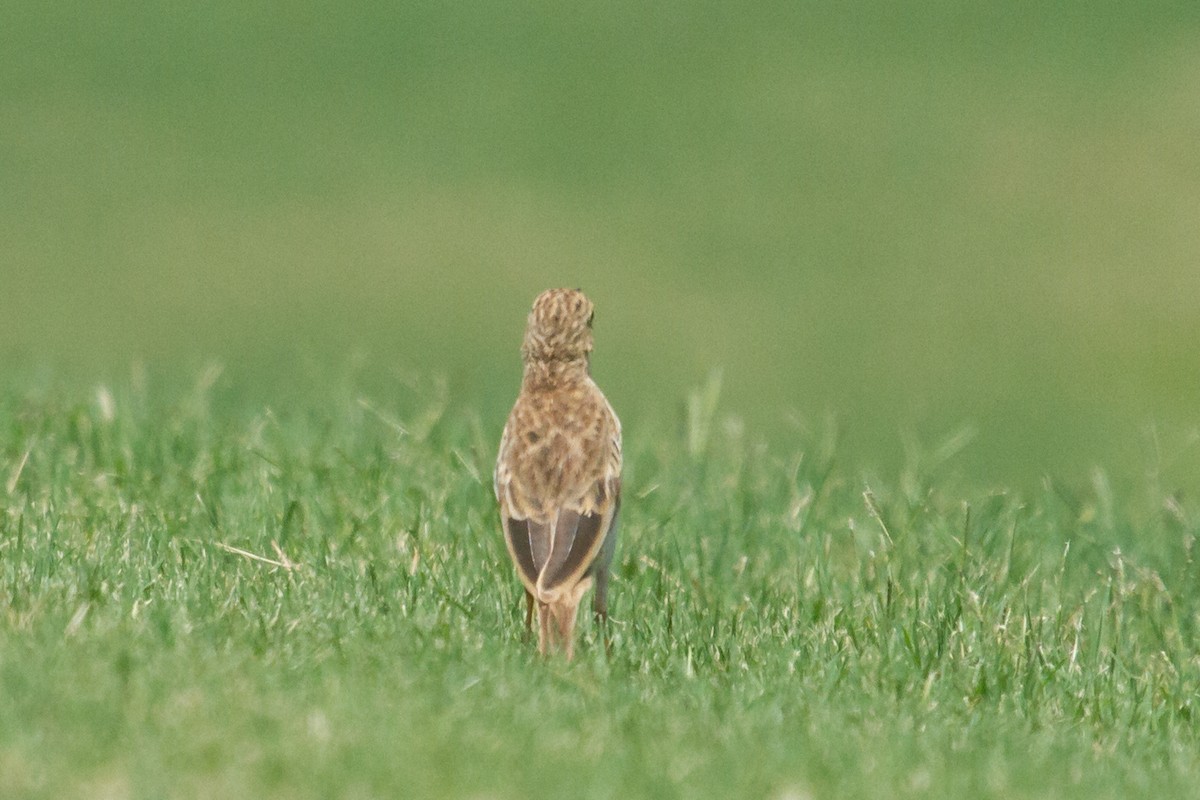 Australian Pipit - ML616768760