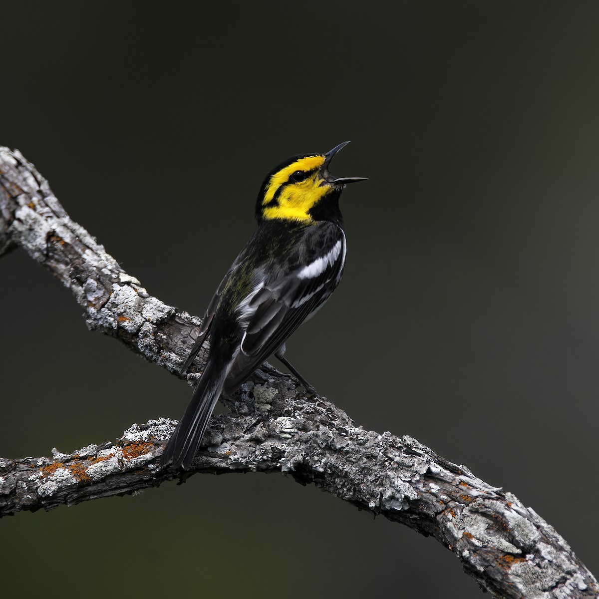 Golden-cheeked Warbler - ML616768804