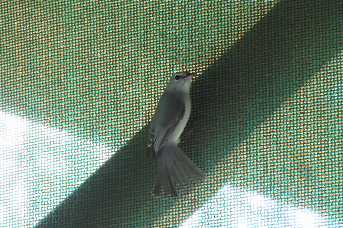 Ashy Flycatcher - ML616768851