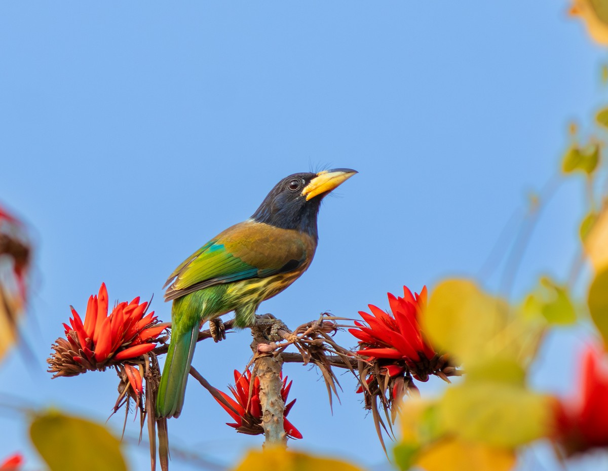 Great Barbet - ML616768861