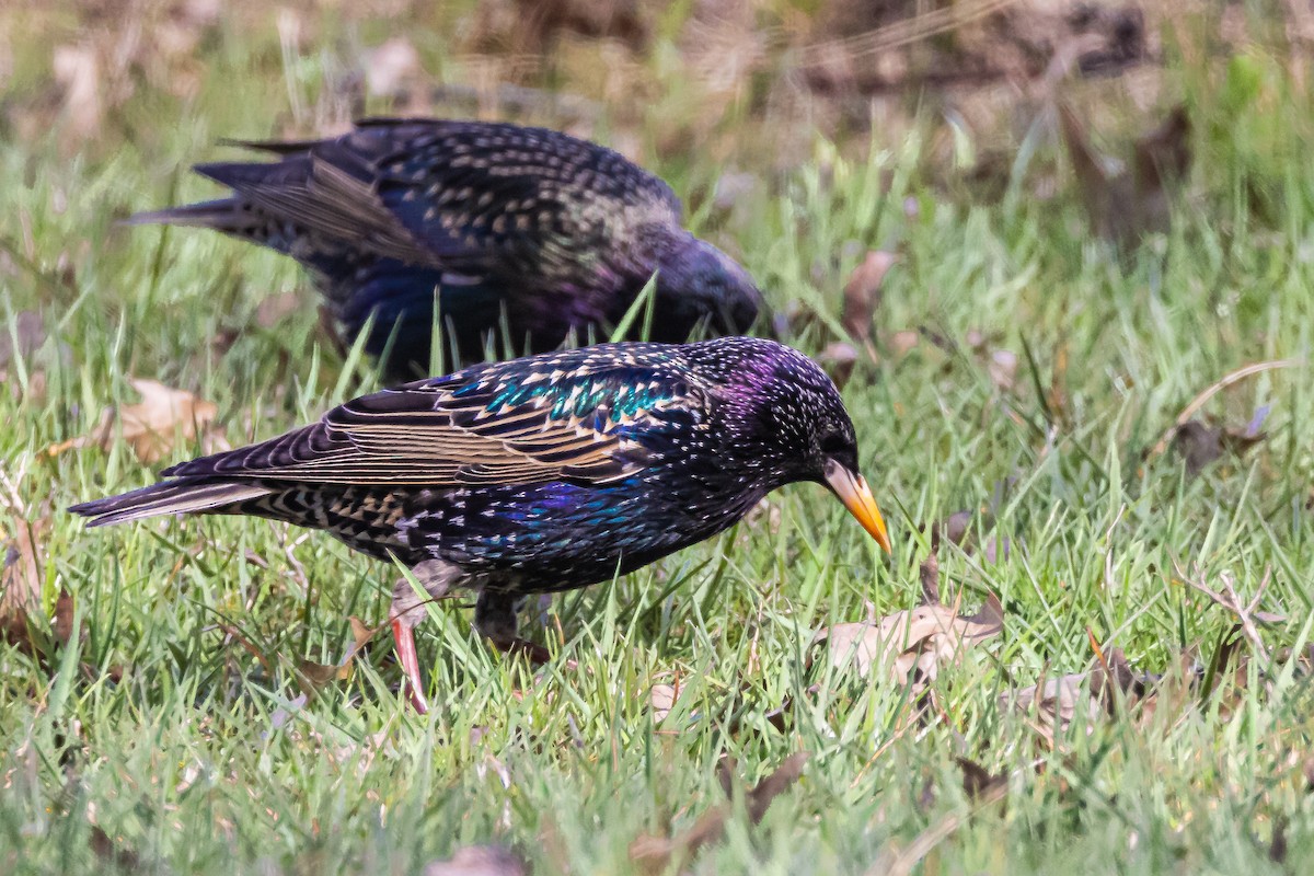 European Starling - Michael Newlon