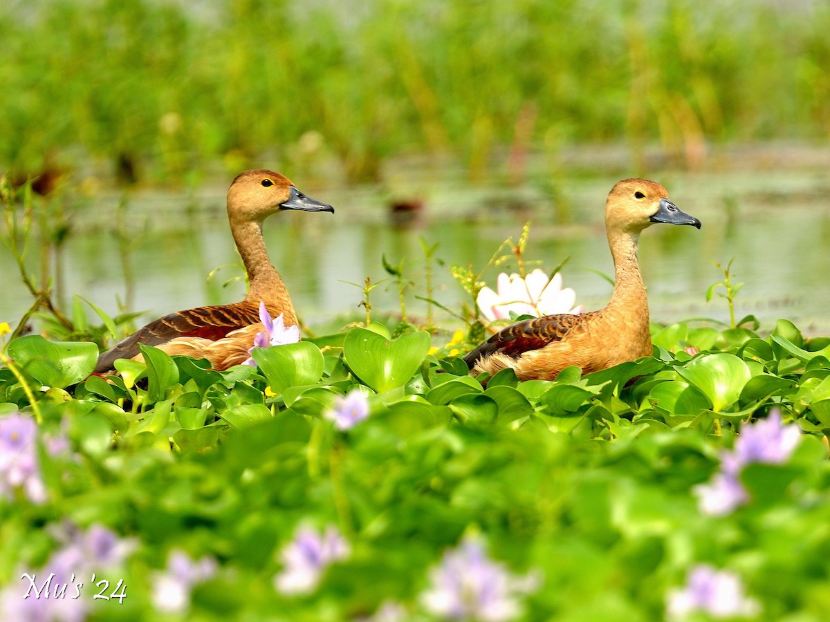 Fulvous Whistling-Duck - ML616768915