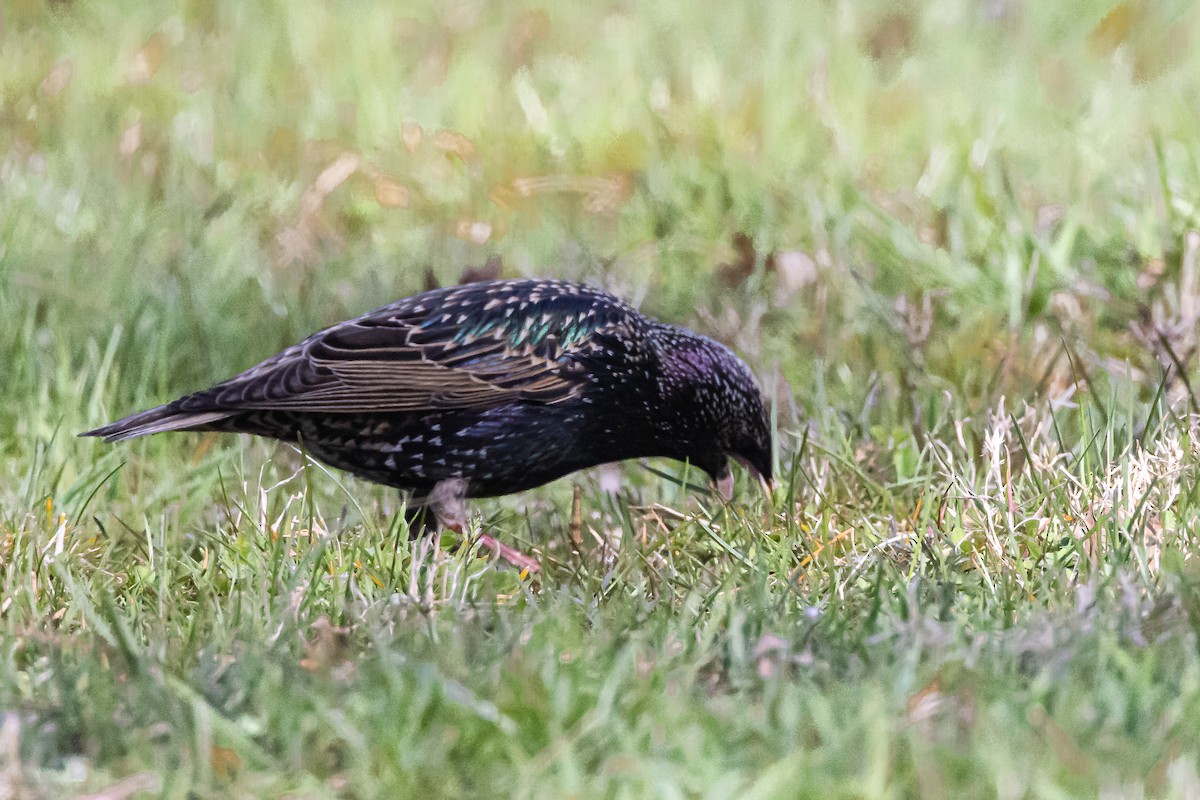 European Starling - Michael Newlon