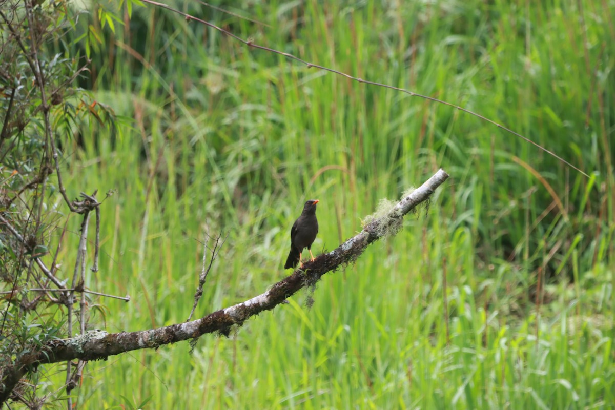 Great Thrush - Richard Ribera Salinas