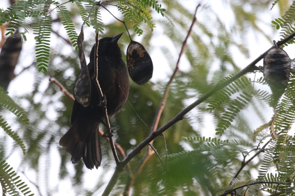 Red-shouldered Blackbird - ML616768959