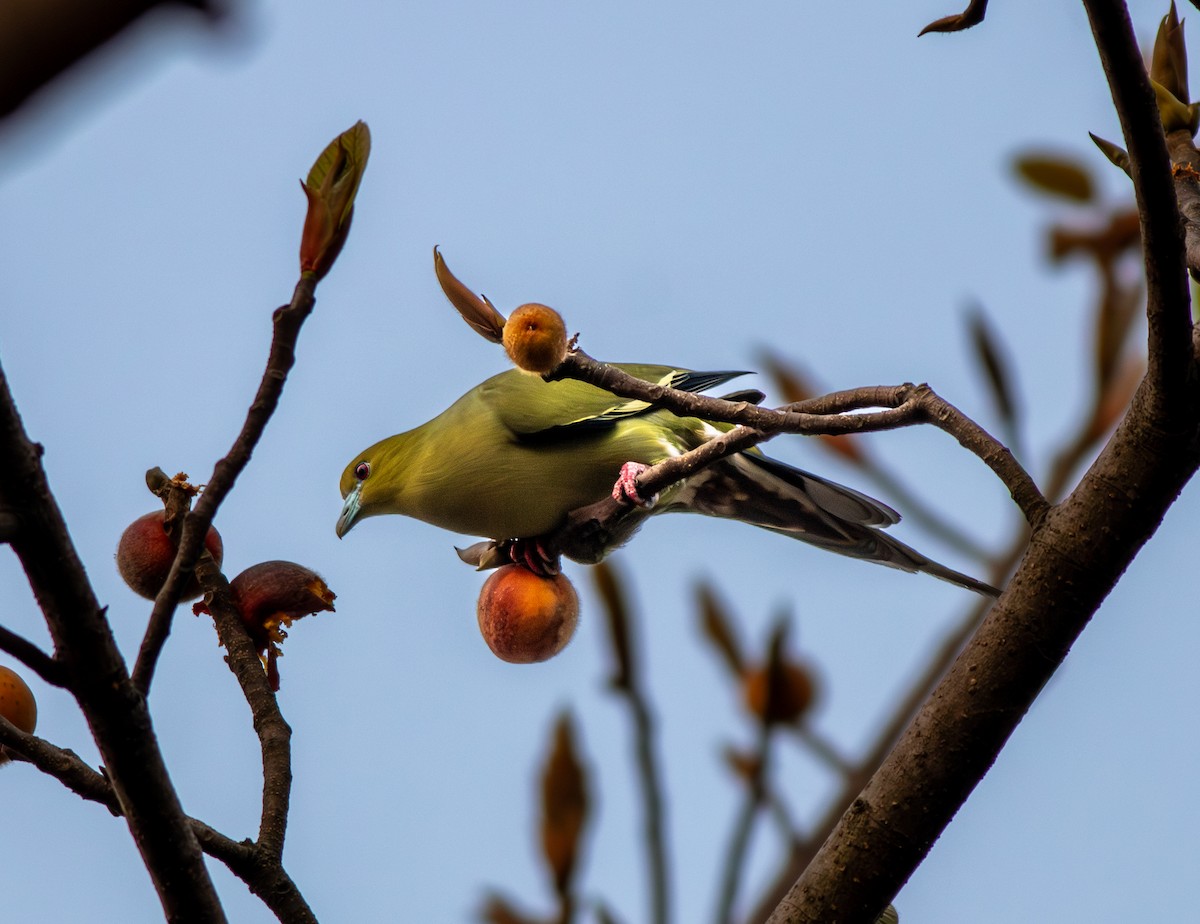 Pin-tailed Green-Pigeon - ML616768963