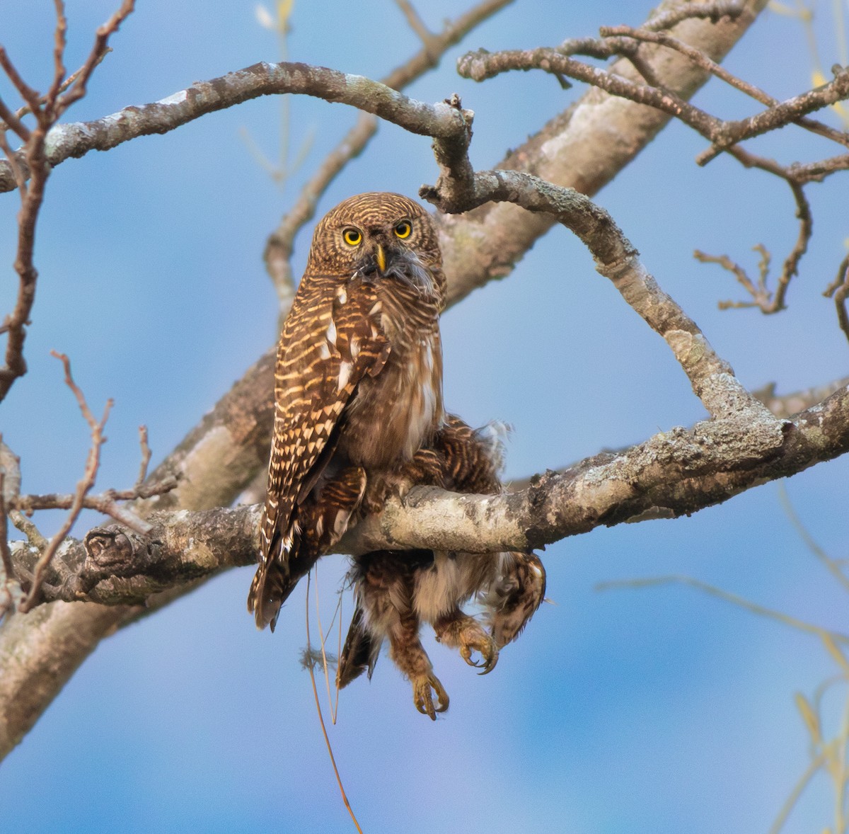 Asian Barred Owlet - ML616768979