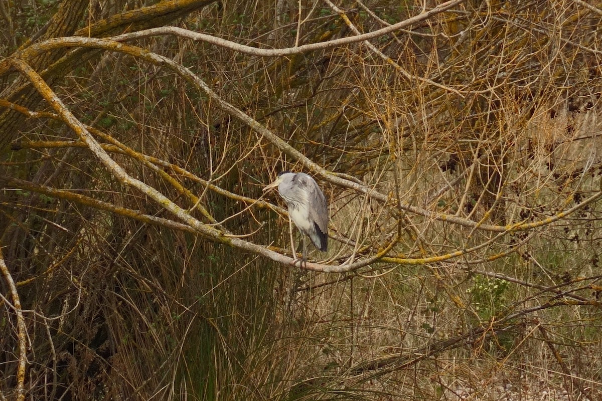 Gray Heron - ML616768980