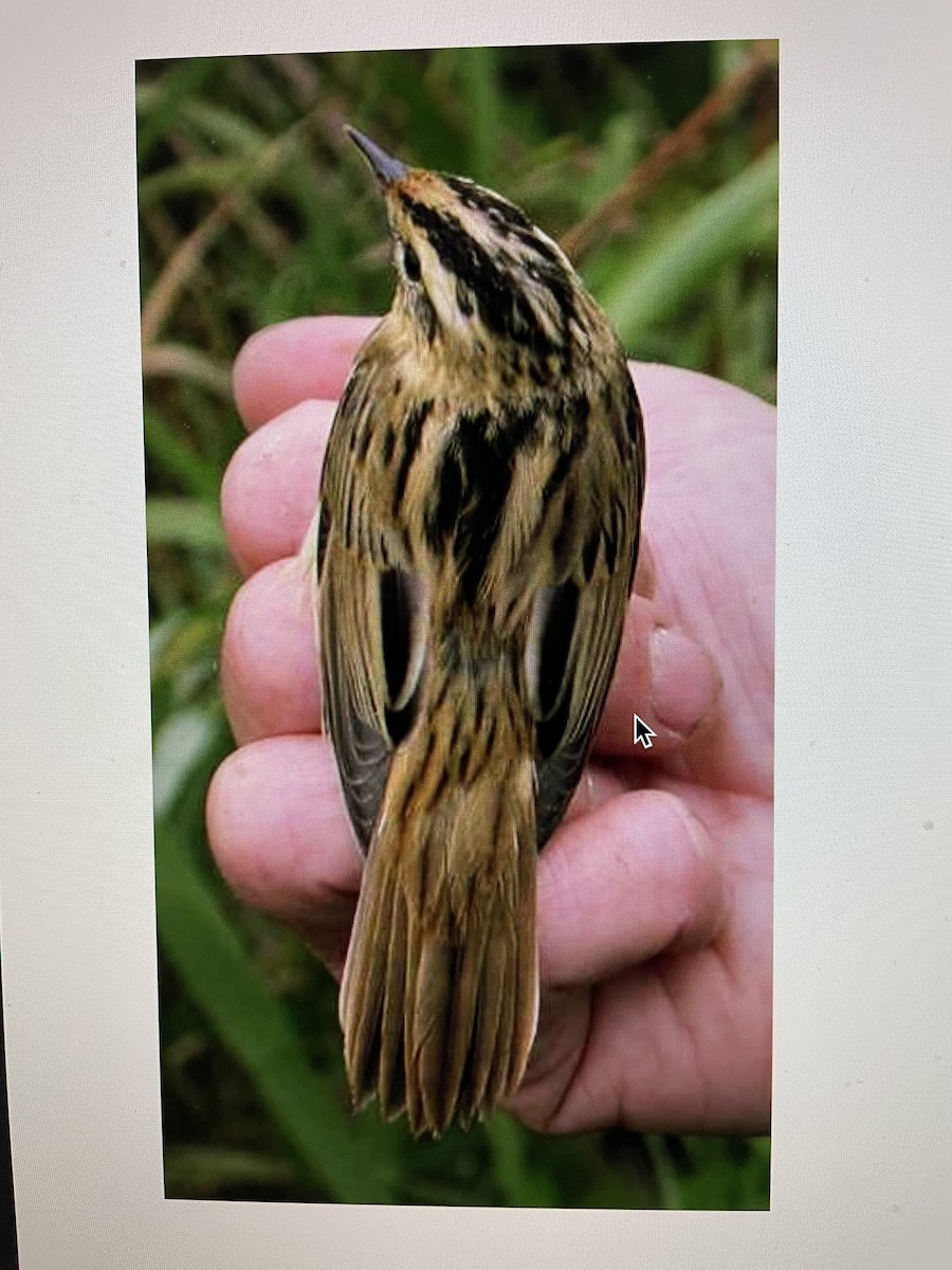 Aquatic Warbler - Chris Bradshaw