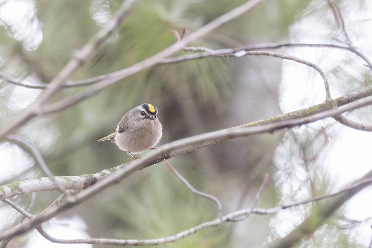 Golden-crowned Kinglet - County Lister Brendan