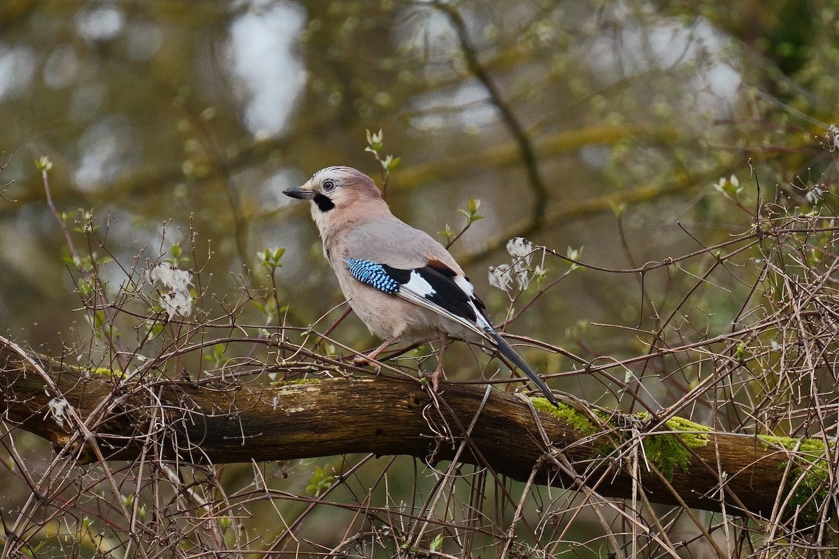 Eurasian Jay - ML616769004