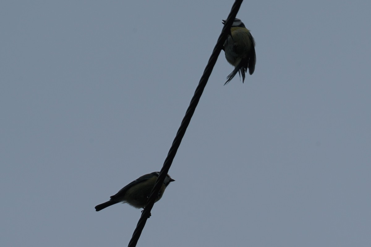 Eurasian Blue Tit - ML616769010