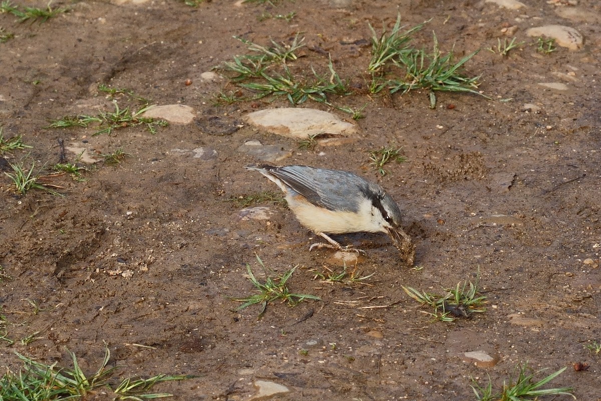 Eurasian Nuthatch - ML616769019