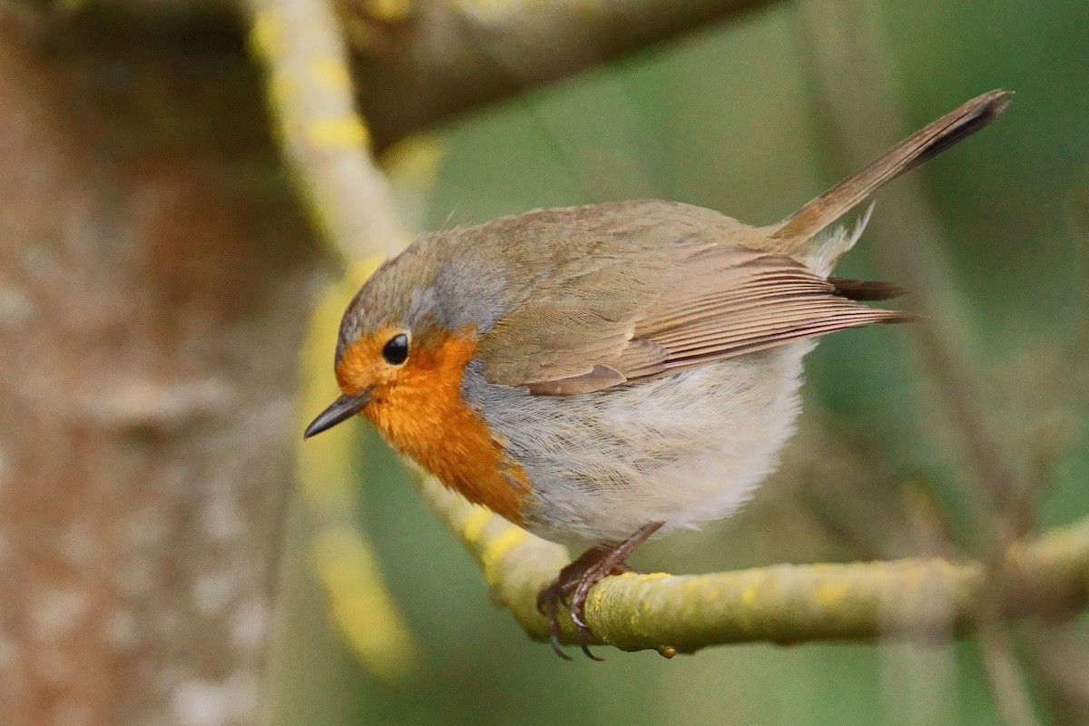 European Robin - ML616769029