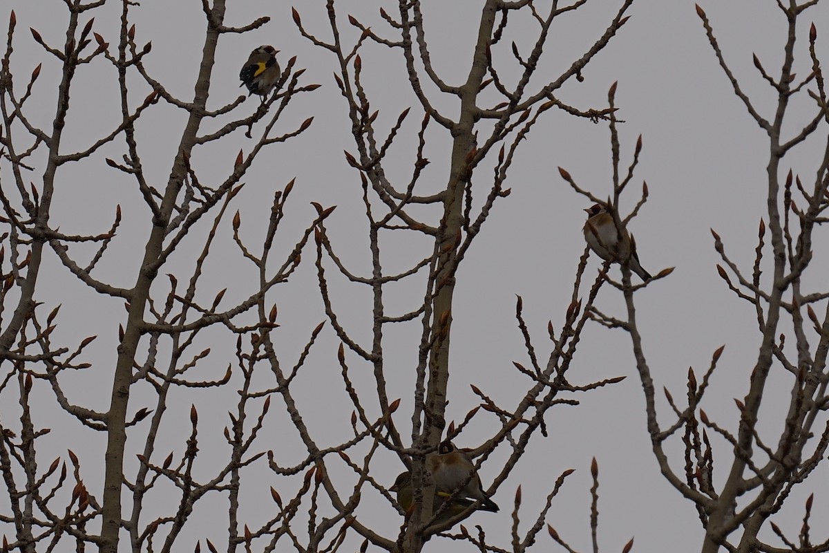 European Goldfinch - ML616769040