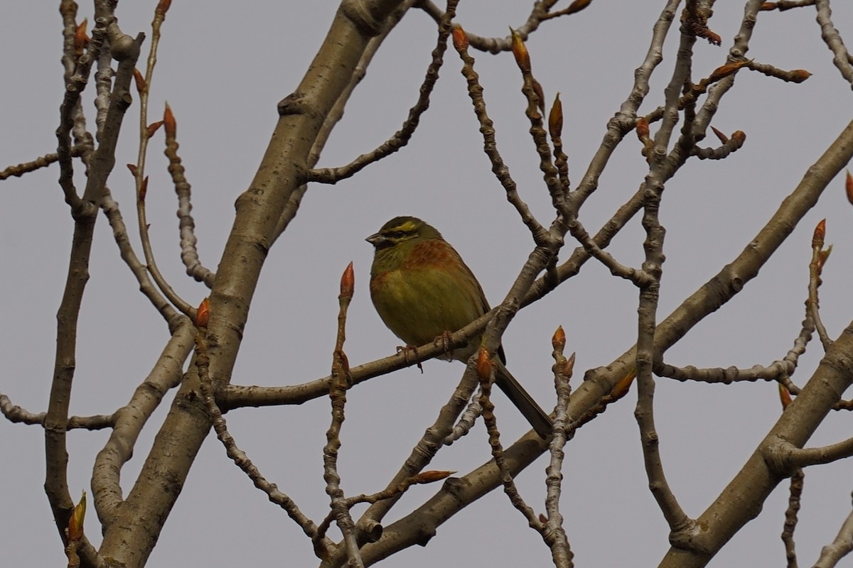 Cirl Bunting - ML616769046