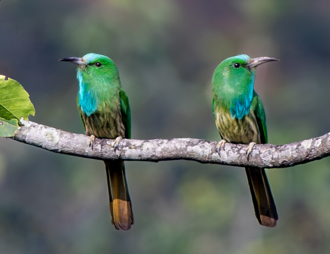 Blue-bearded Bee-eater - ML616769047