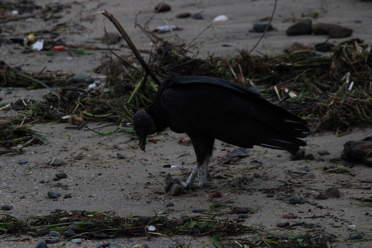 Black Vulture - ML616769057