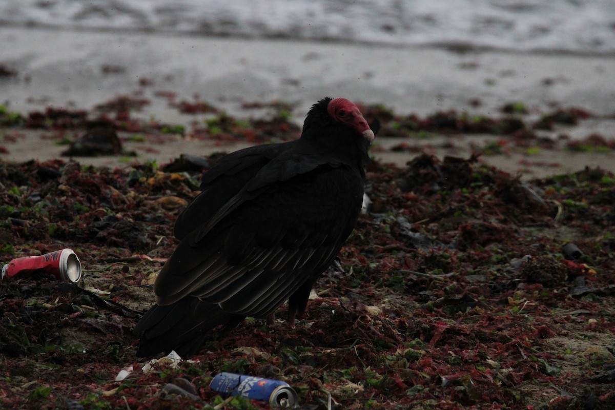 Turkey Vulture - ML616769065