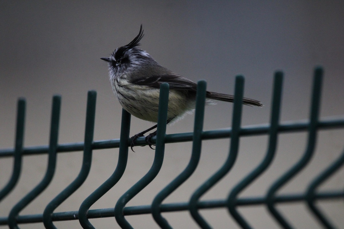 Tufted Tit-Tyrant - ML616769091