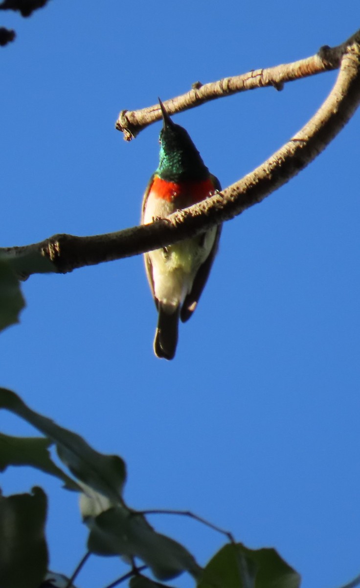 Eastern Miombo Sunbird - David Orth-Moore