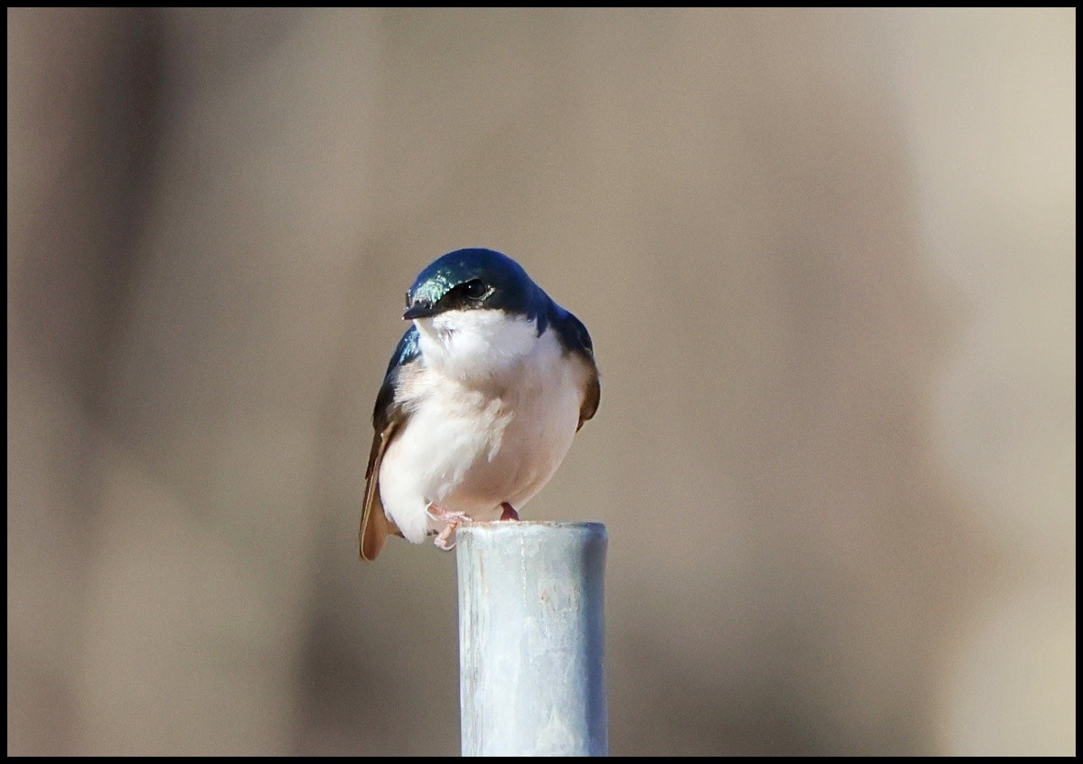 Tree Swallow - Tom Pavlik