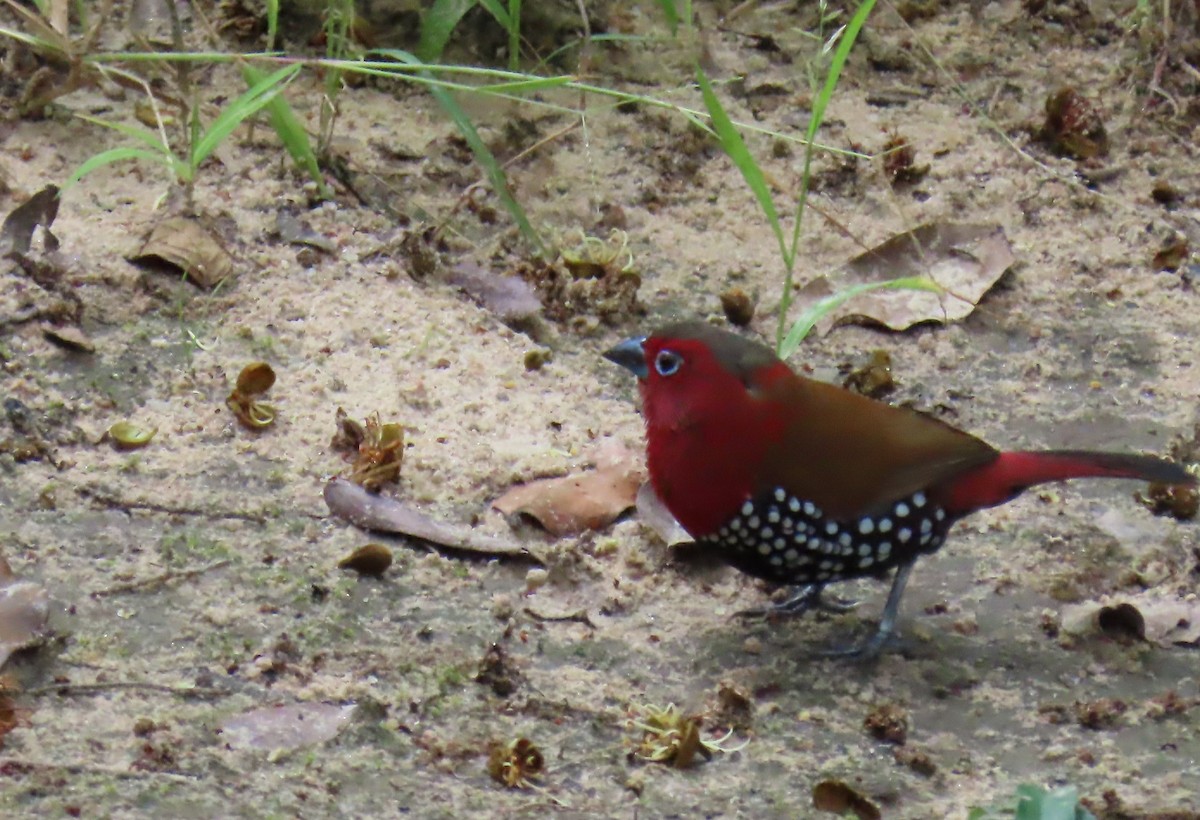 Red-throated Twinspot - ML616769122