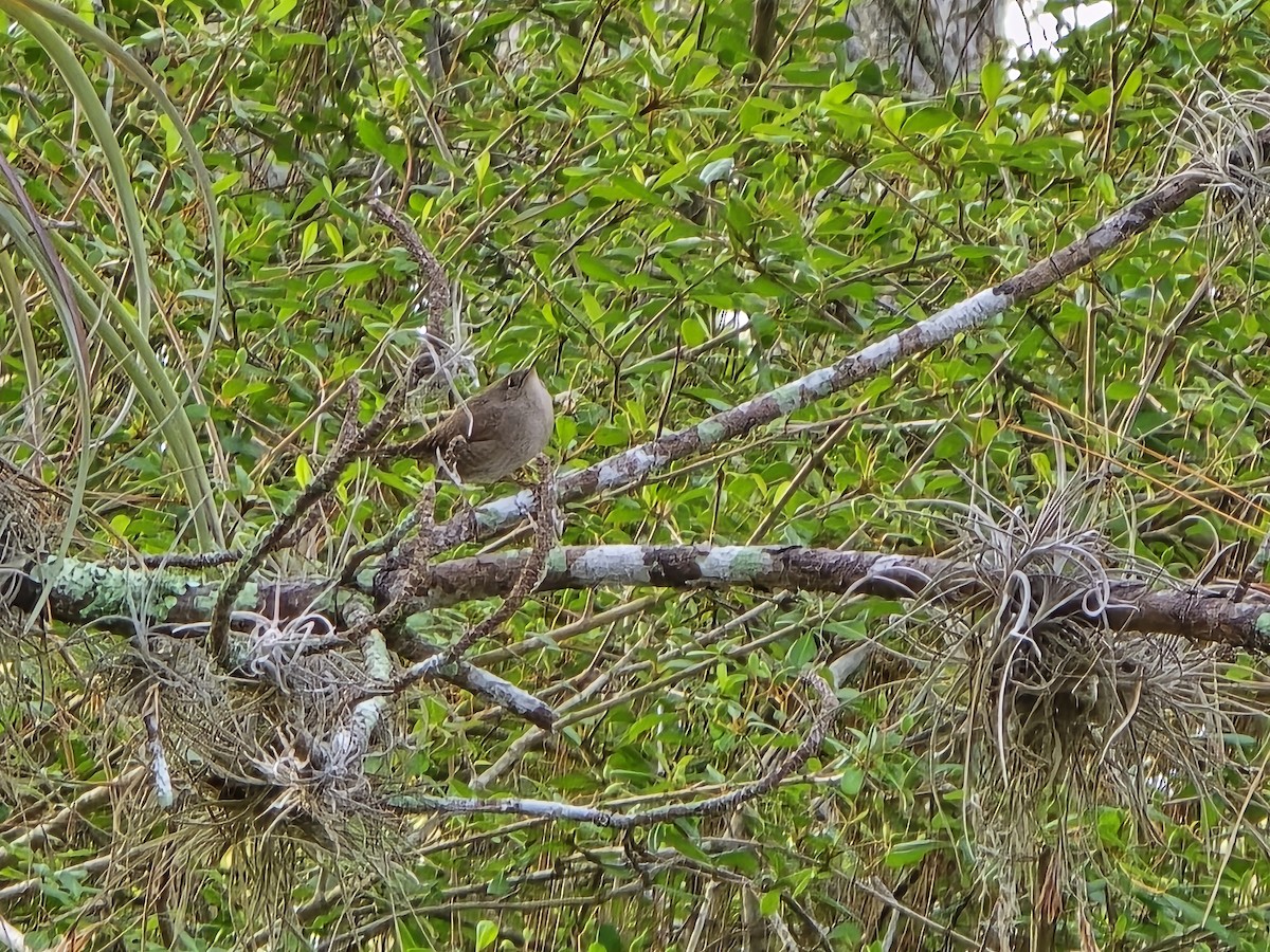 House Wren - ML616769140