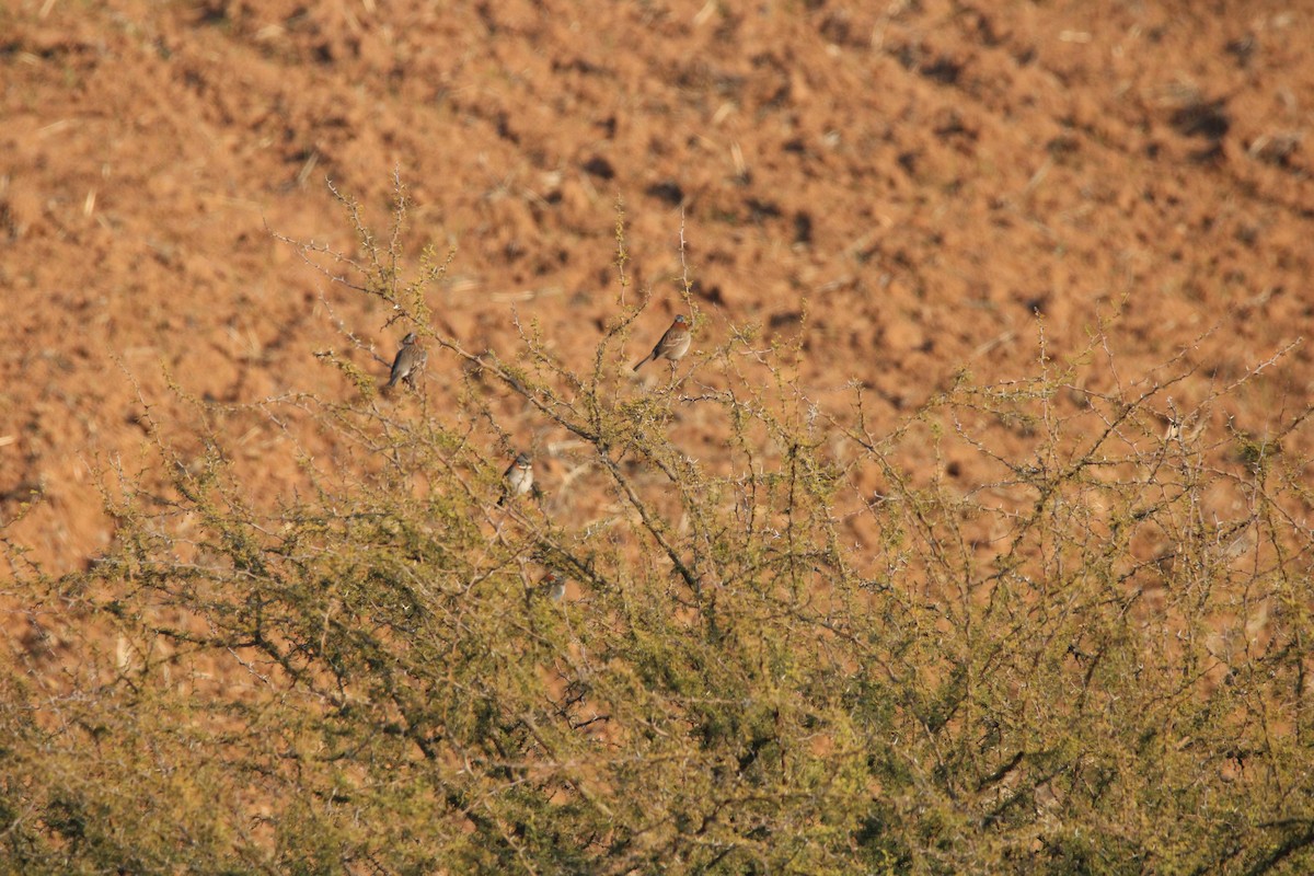 Rufous-collared Sparrow - ML616769162