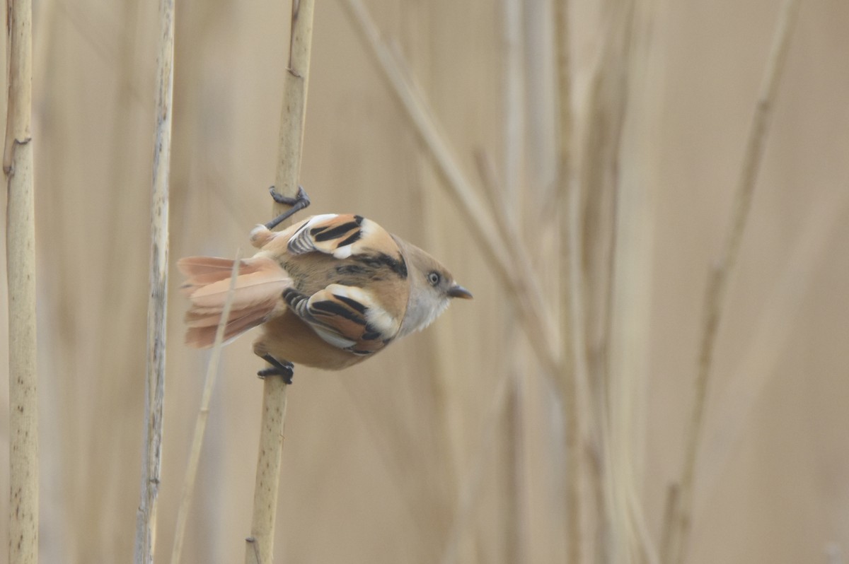 Bearded Reedling - ML616769177