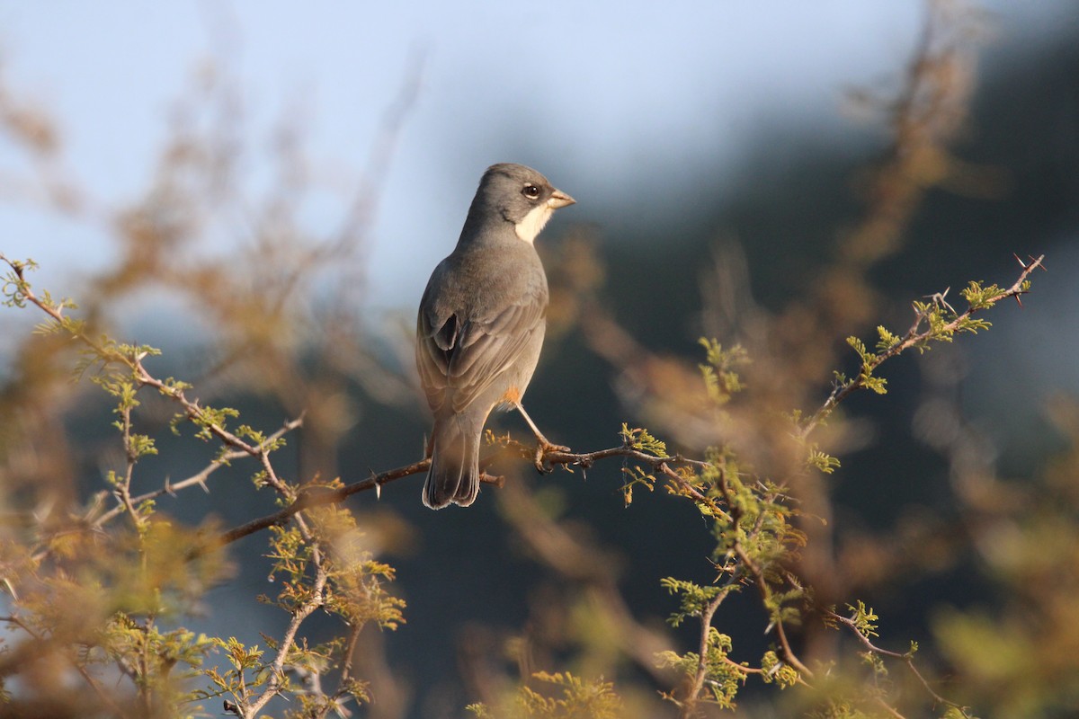 Diuca Finch - ML616769185