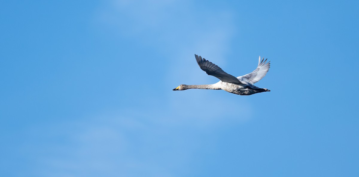 Whooper Swan - ML616769186