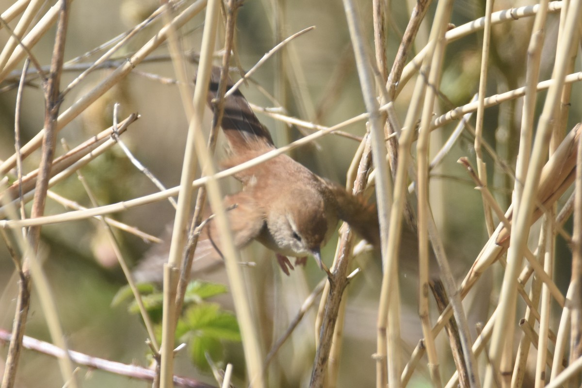 Cetti's Warbler - ML616769189