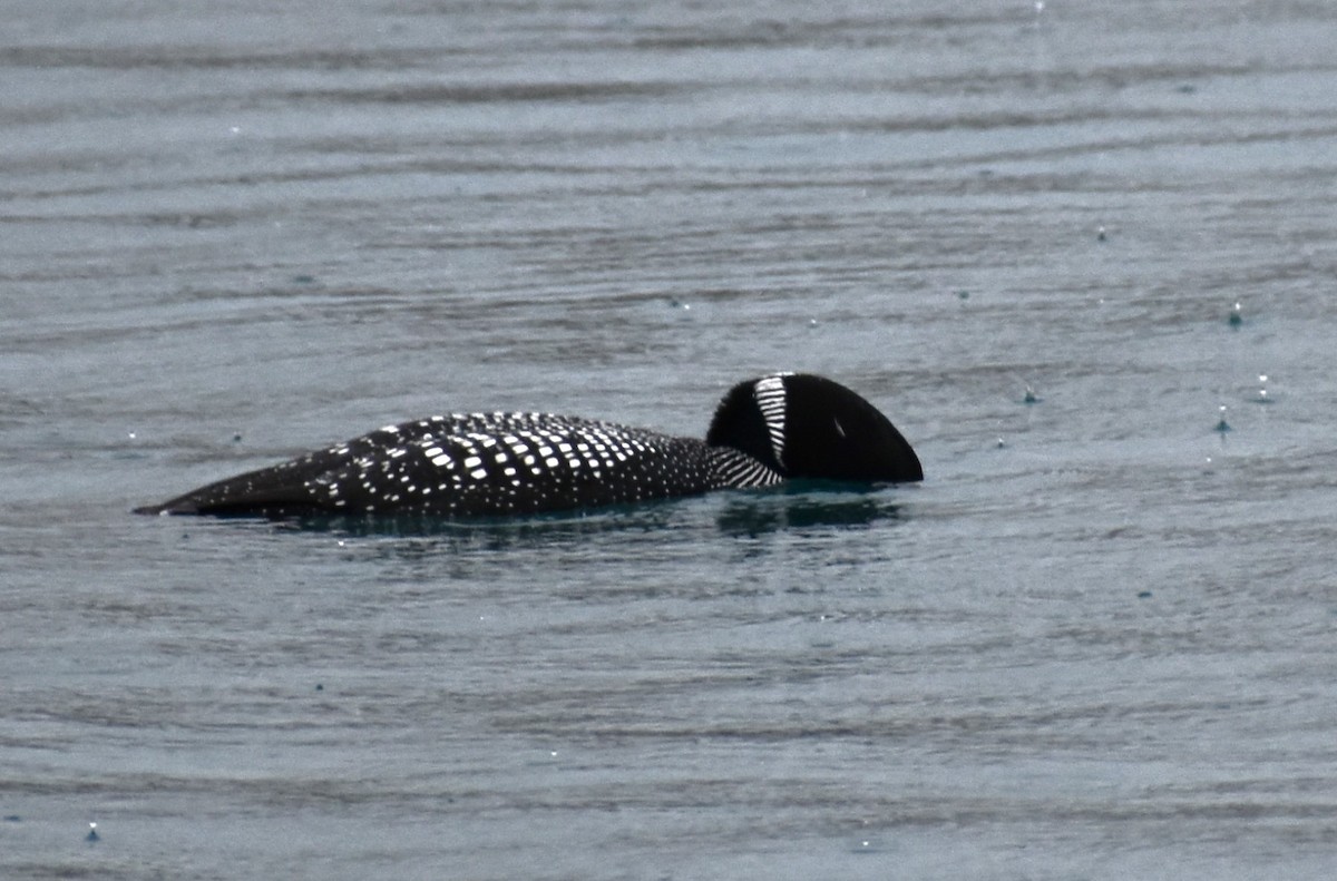 Common Loon - ML616769193